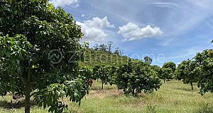 6 years old mango plantation, $ 8,000 per hectare