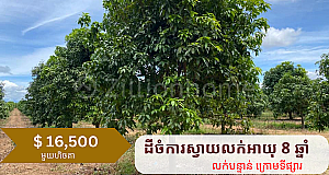 Mango Plantation for Sales 8 yrs 